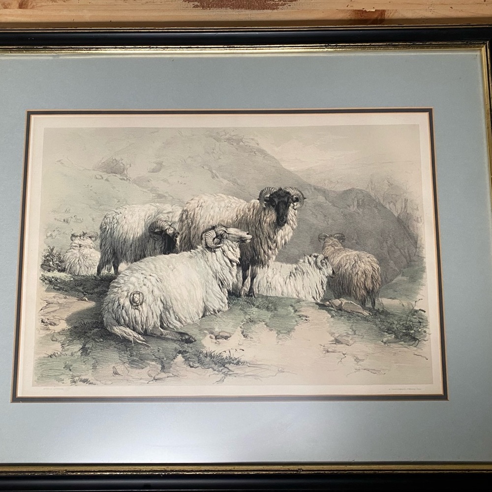 Herd of sheeps 19th c. lithograph + frame by Thomas Sidney Cooper